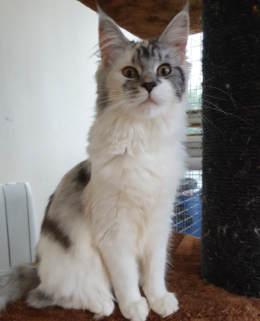 Maine Coons