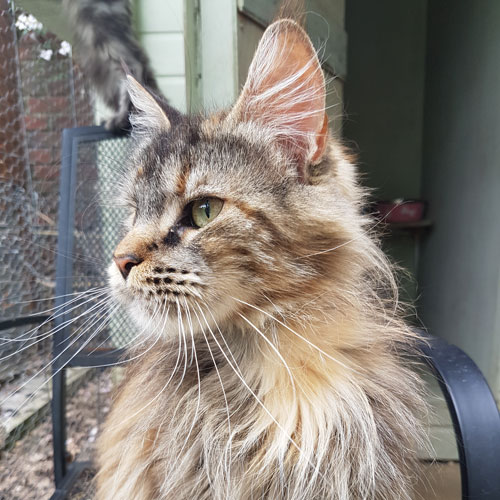 Maine Coons Maine Coons