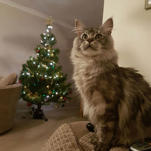 Maine Coon Kittens