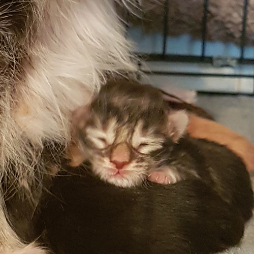 Maine Coon Kittens