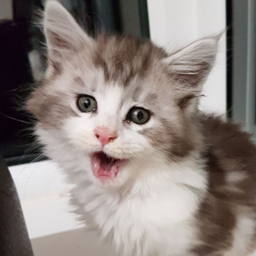 Maine Coon Kittens