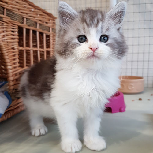 Maine Coon Kittens