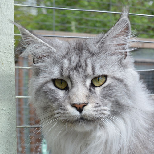 Maine Coons Maine Coons