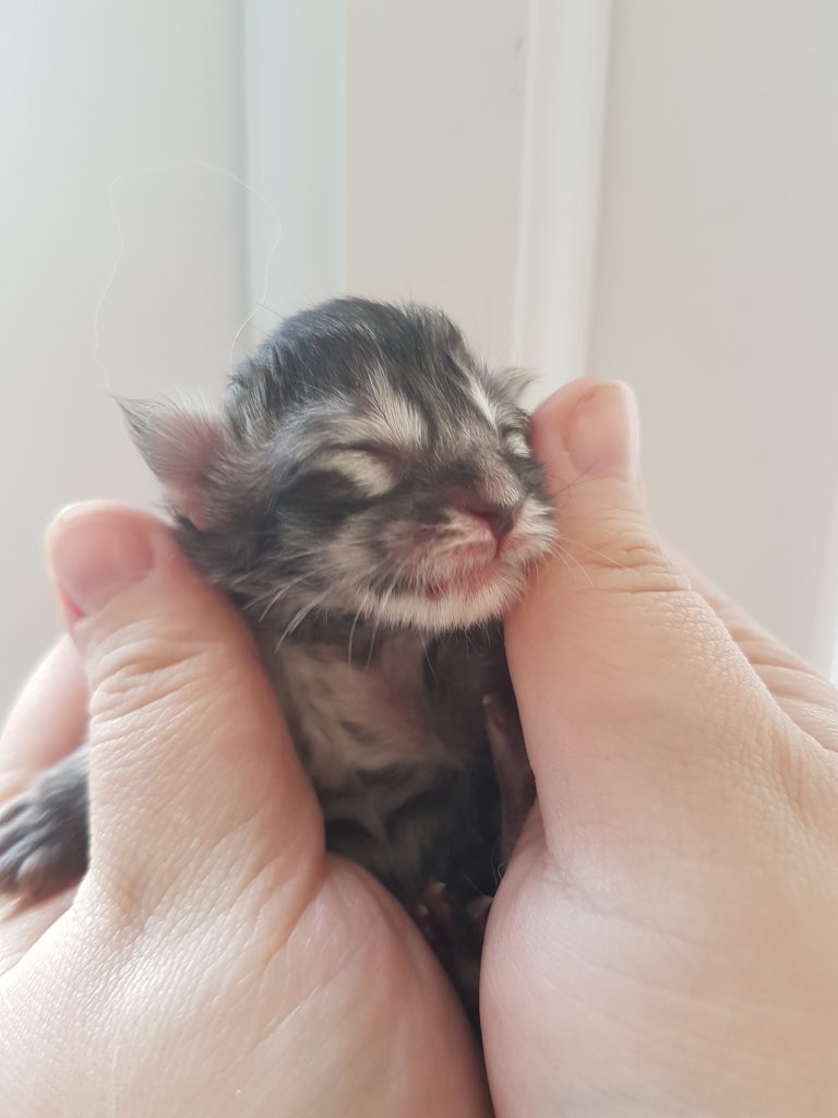 Maine Coon Kittens