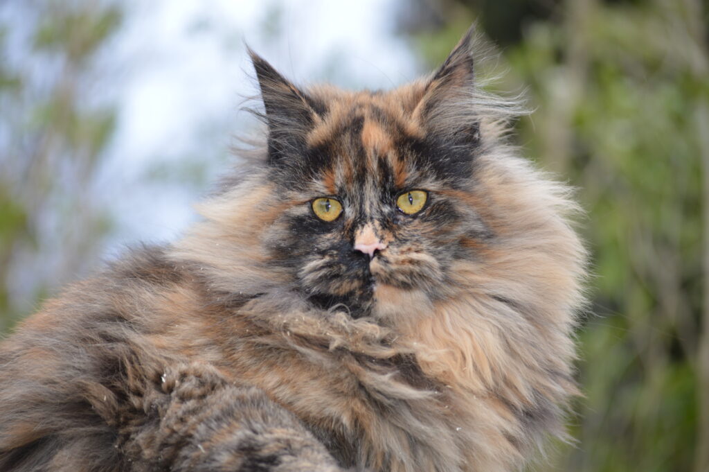 DSC_0423 Female Maine Coons