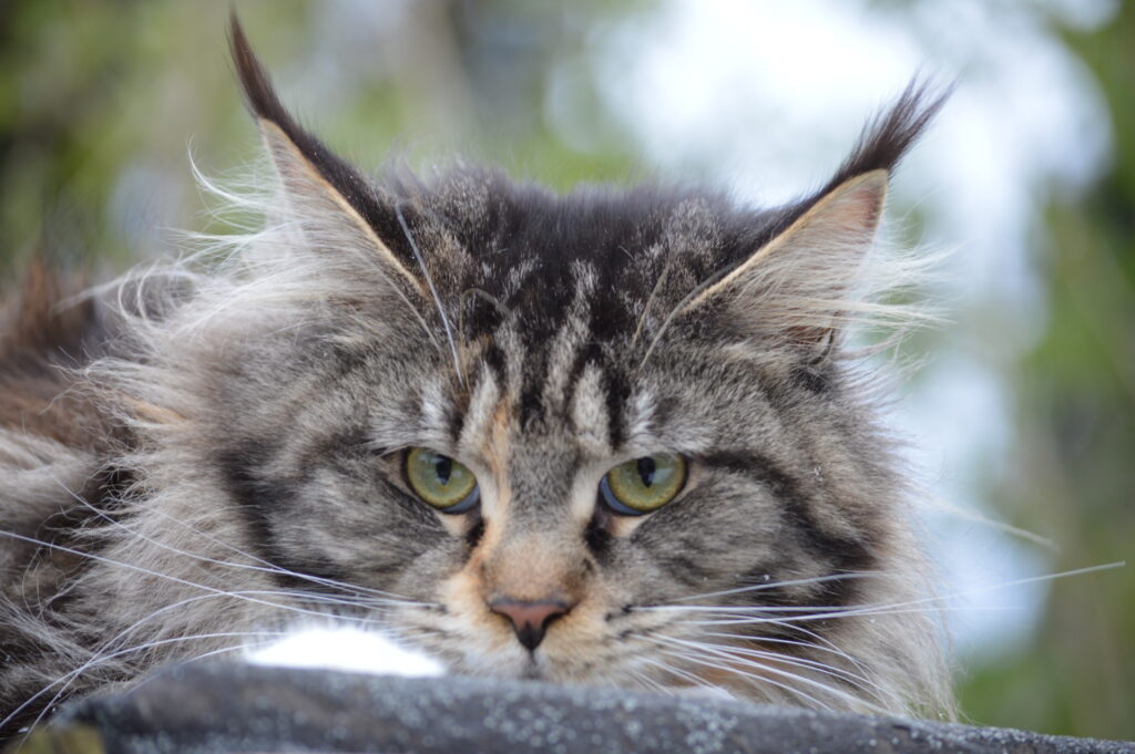 DSC_0426 Female Maine Coons