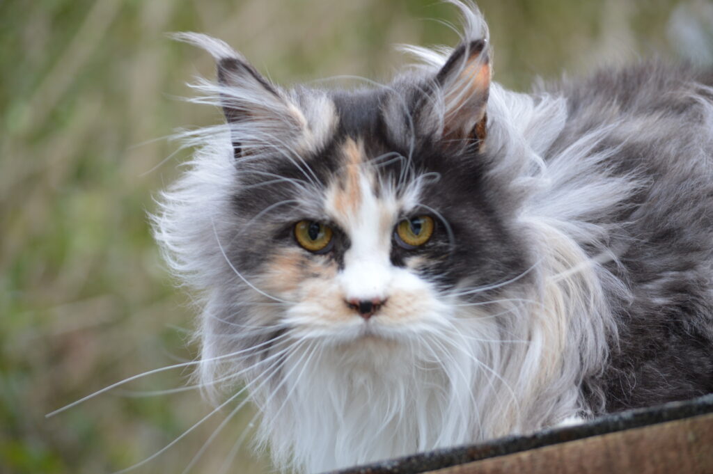 DSC_0429 Female Maine Coons